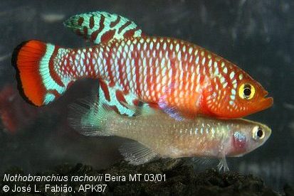 nothobranchius rachovii beira mt 03/01 c