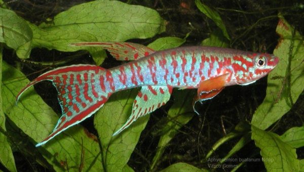 Aphyosemion bualanum Ndop