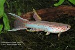 Aphyosemion christyi HZ 85-8 male