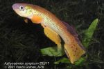 Aphyosemion congicum Z82-17 male