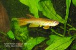 Aphyosemion congicum Z82-17 male