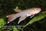 Aphyosemion lamberti BSWG 97-9 male