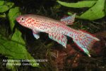 Aphyosemion lamberti BSWG 97-9 male