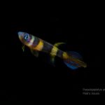 Pseudepiplatys annulatus