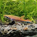 Laimosemion xiphidius Crique Boulanger