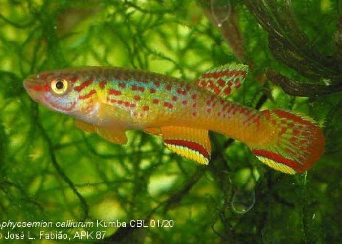 Aphyosemion calliurum