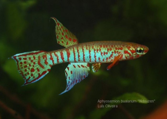 Aphyosemion bualanum