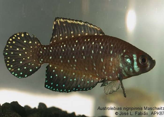 Austrolebias nigripinnis