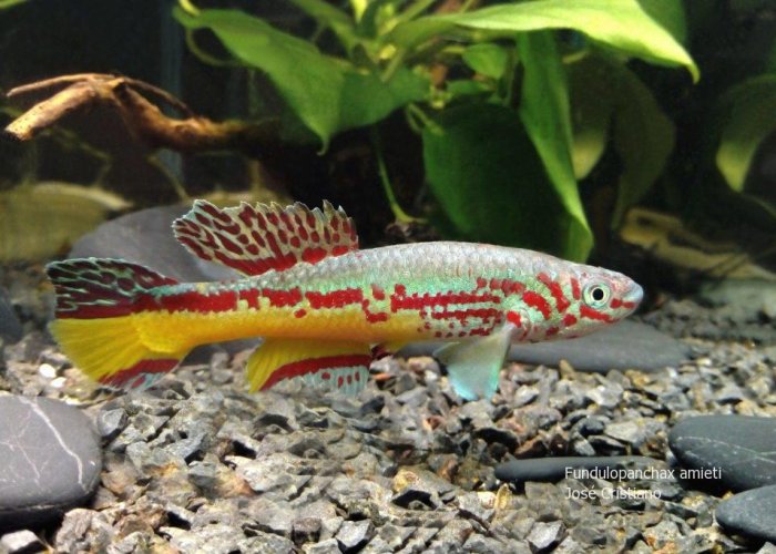 Fundulopanchax amieti