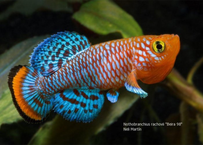 Nothobranchius rachovii