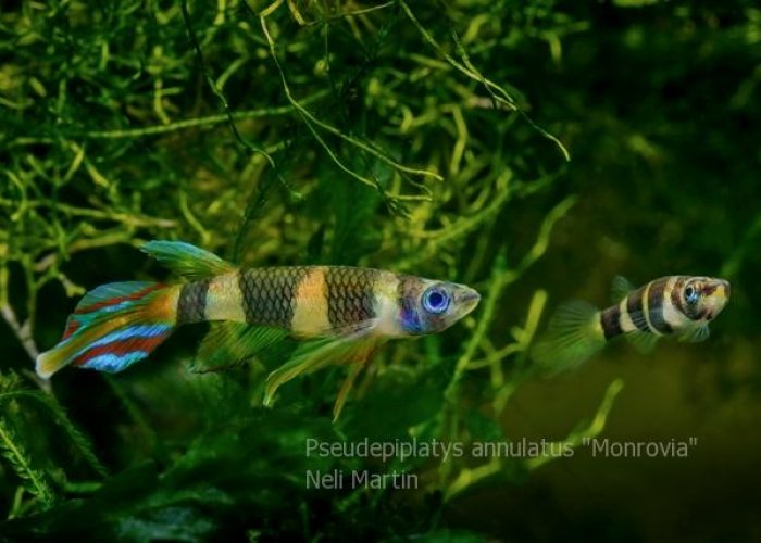 Pseudepiplatys annulatus