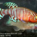 nothobranchius rachovii beira mt 03/01 c