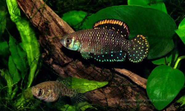 austrolebias-nigripinnis-maschwitz